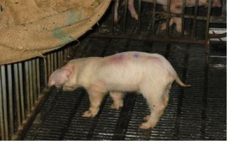 Một số bệnh thường ghép với tai xanh trên lợn