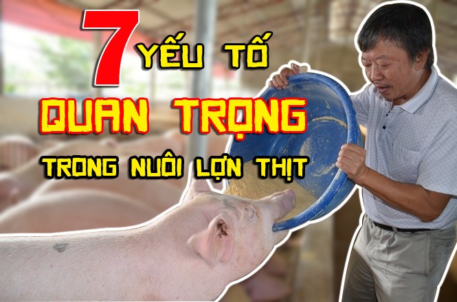 7 YẾU TỐ QUAN TRỌNG TRONG NUÔI LỢN THỊT