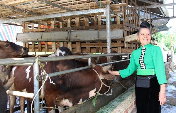Dự án ACIAR: Mở hướng thoát nghèo cho nông dân vùng cao