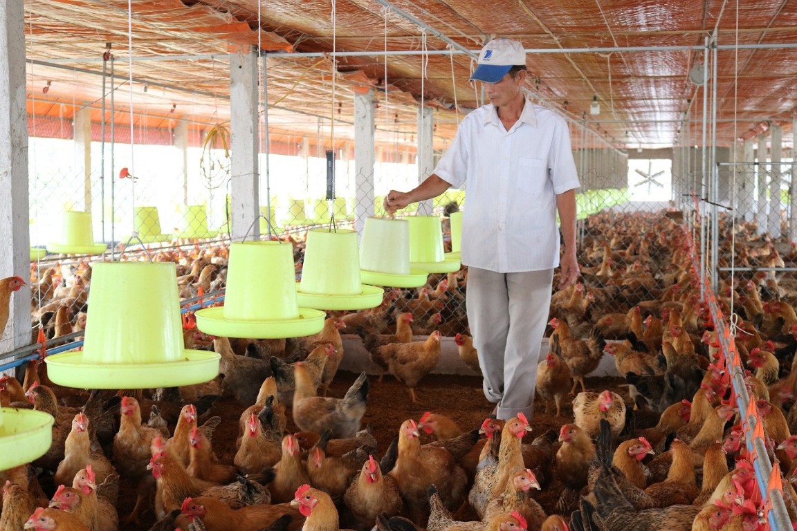 Những cơ hội và thách thức của ngành chăn nuôi trong năm 2023