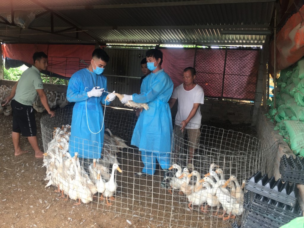 Cảnh báo: Tỷ lệ tiêm phòng vacxin cúm gia cầm chưa tới 10% tại nhiều địa phương