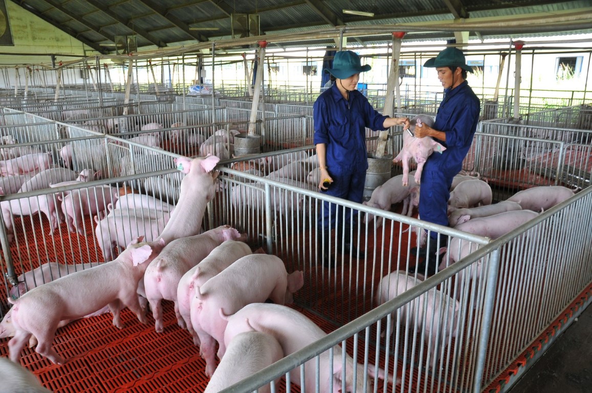Hiện tại chăn nuôi lợn theo chuỗi đã có lãi