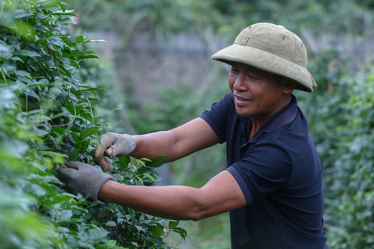 Mô hình nuôi gà bằng sâm đất giúp nông dân kiếm nửa tỷ mỗi năm 2