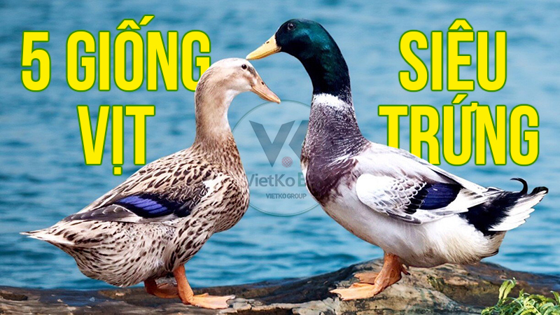 5 GIỐNG VỊT SIÊU TRỨNG ĐANG ĐƯỢC NUÔI Ở VIỆT NAM