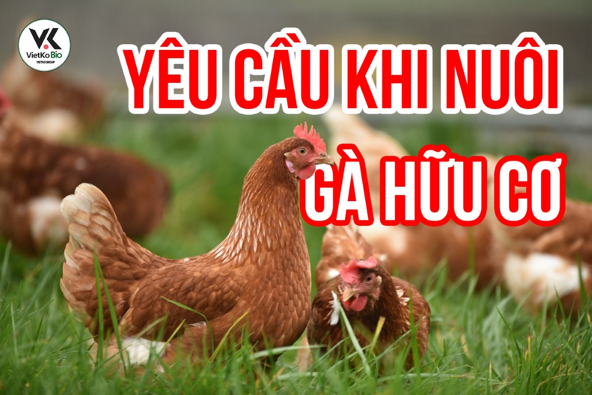 2 YÊU CẦU BẮT BUỘC PHẢI ĐẢM BẢO KHI CHĂN NUÔI GÀ HỮU CƠ
