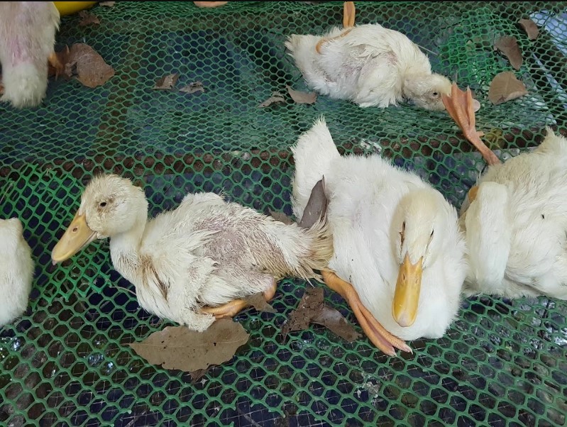 Phòng, điều trị bệnh phó thương hàn trên vịt