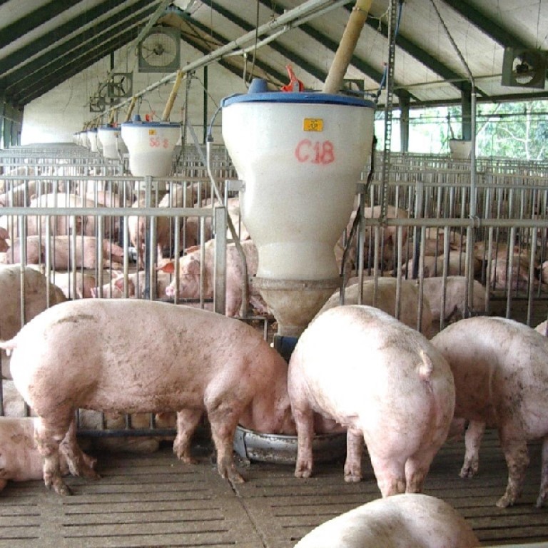 Tối đa hóa hiệu quả sử dụng thức ăn cho heo với Ecobutyrate