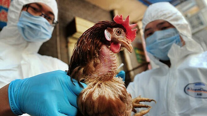 Tổ chức y tế thế giới cảnh báo virus cúm gia cầm biến đổi nhanh thành ổ dịch lớn