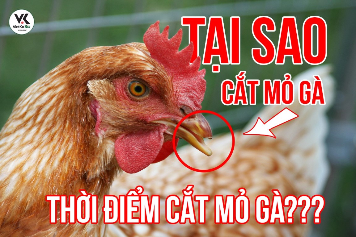 5 YẾU TỐ ẢNH HƯỞNG TỚI NĂNG SUẤT SINH SẢN CỦA HEO NÁI