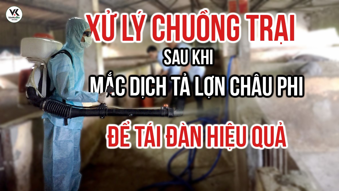 Giải pháp xử lý chuồng trại sau khi mắc dịch tả lợn châu phi để tái đàn hiệu quả