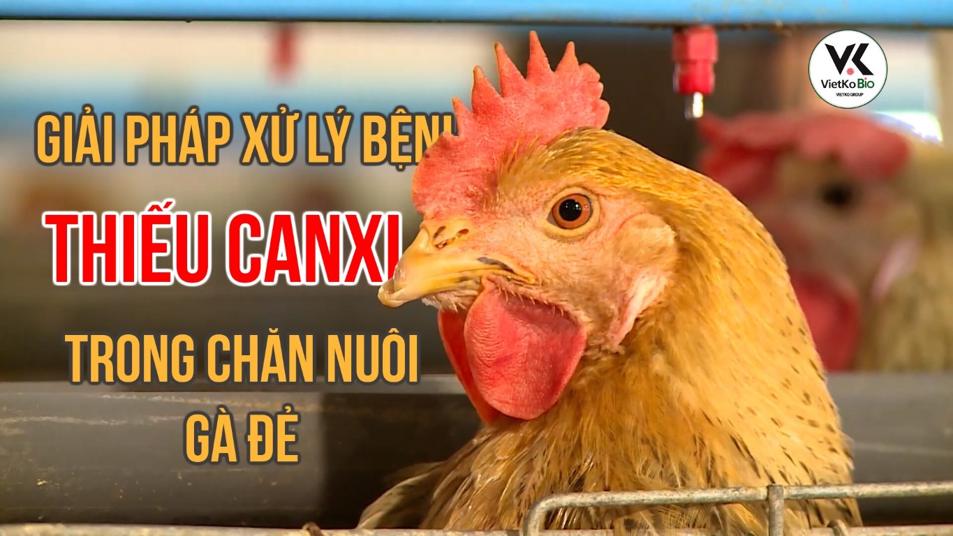 GIẢI PHÁP XỬ LÝ BỆNH THIẾU CAN XI TRONG CHĂN NUÔI GÀ ĐẺ