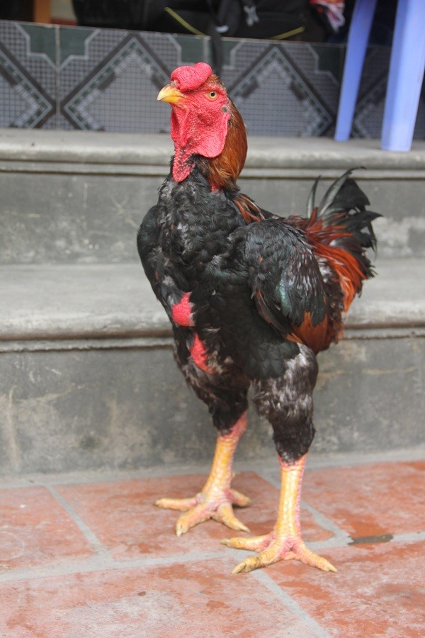 gà hồ