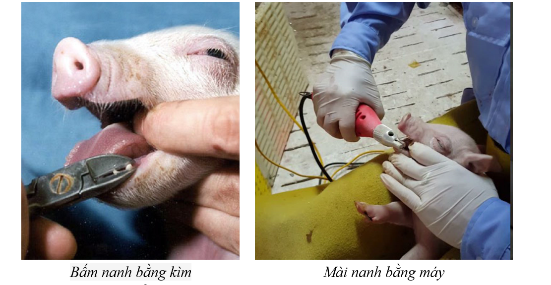 bấm mài nanh