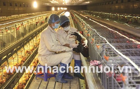 chan-nuoi-gia-cam-san-xuat-giong-ga-long-mau-bang-cong-nghe-cao-001