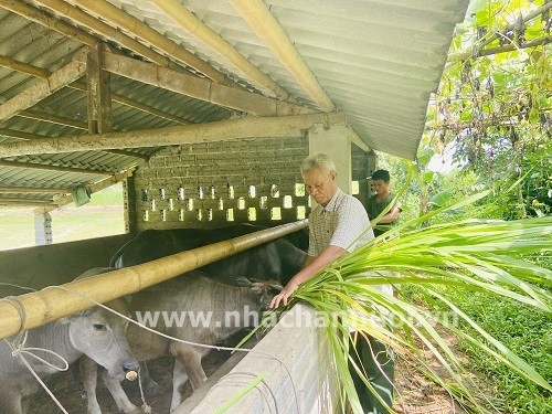 chan-trau