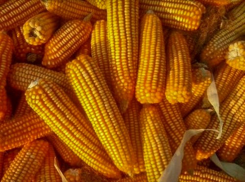 corn2