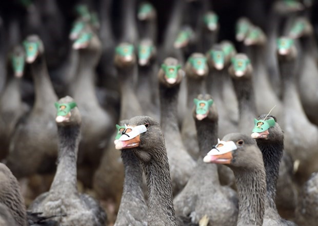 Hungary phát hiện ổ dịch cúm gia cầm H5N1 tại trại nuôi ngỗng