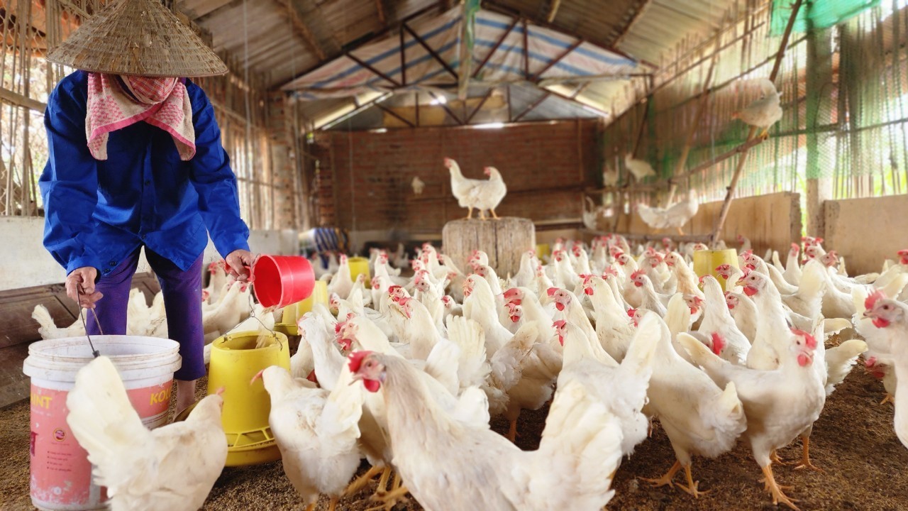 gà trứng gà thịt quay cuồng vì cám