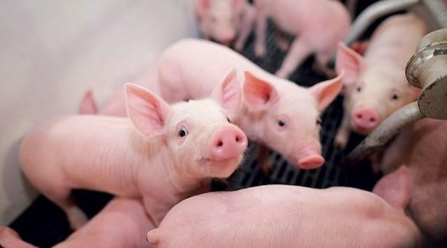 Các quy trình ngoại khoa trên heo và những vấn đề cần lưu ý
