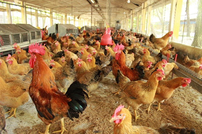 Nhiễm khuẩn Salmonella: Vấn đề đương đại của chăn nuôi gia cầm