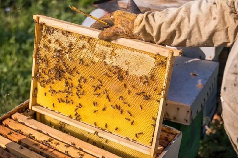 Hoa Kỳ giảm mạnh thuế chống bán phá giá với mật ong Việt Nam