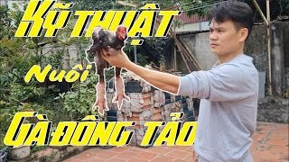 Kỹ thuật nuôi Gà đông tảo