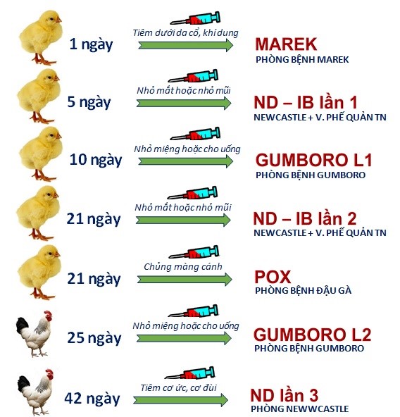 quy_trinh_vaccine_ga_thit