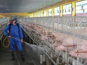 Sát trùng chuồng trại trong chăn nuôi:  Giải pháp an toàn, hiệu quả