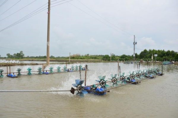 soc-trang-phat-trien-manh-nganh-nuoi-tom-nuoc-lo