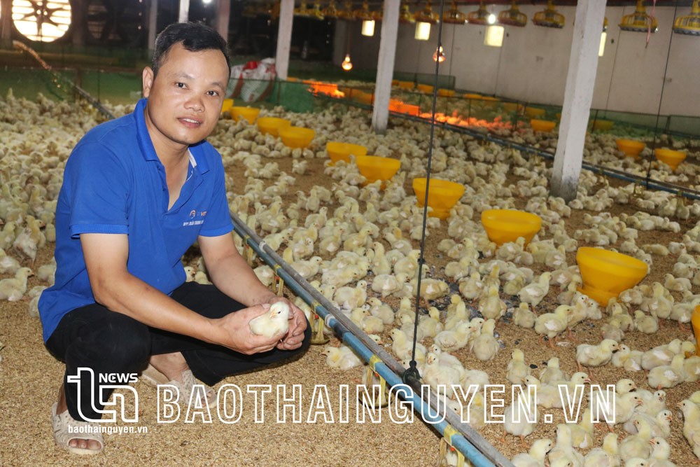 tỉ phú gà thai nguyen