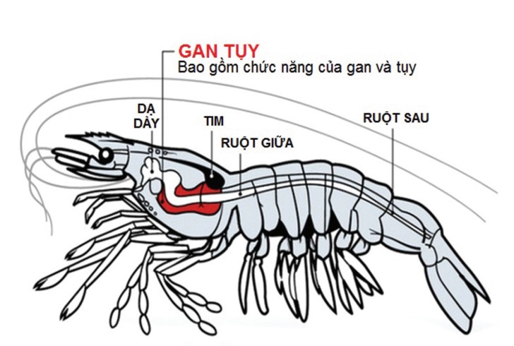 tang cuong chuc nang gan cho tom