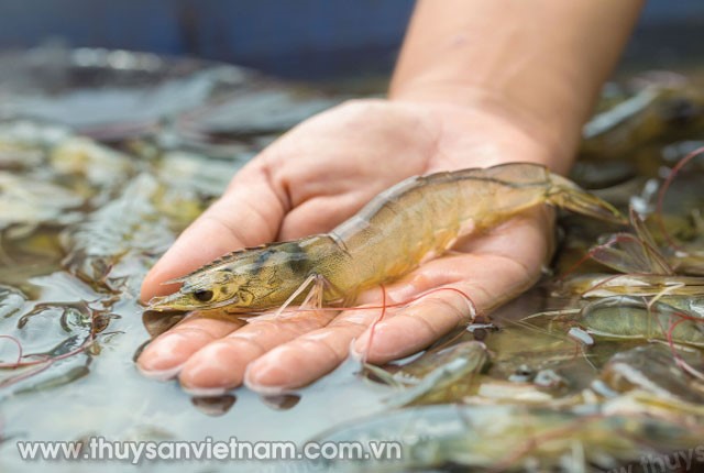 tang-cuong-he-mien-dich-02 (1)