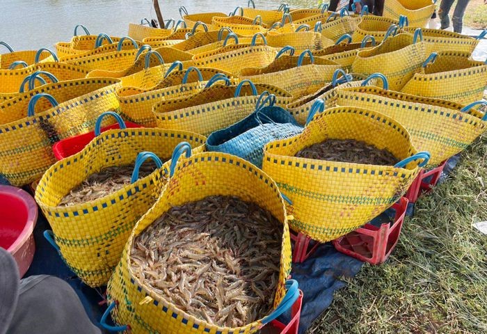 Người nuôi tôm nước lợ cần tuân thủ các hướng dẫn, quy định