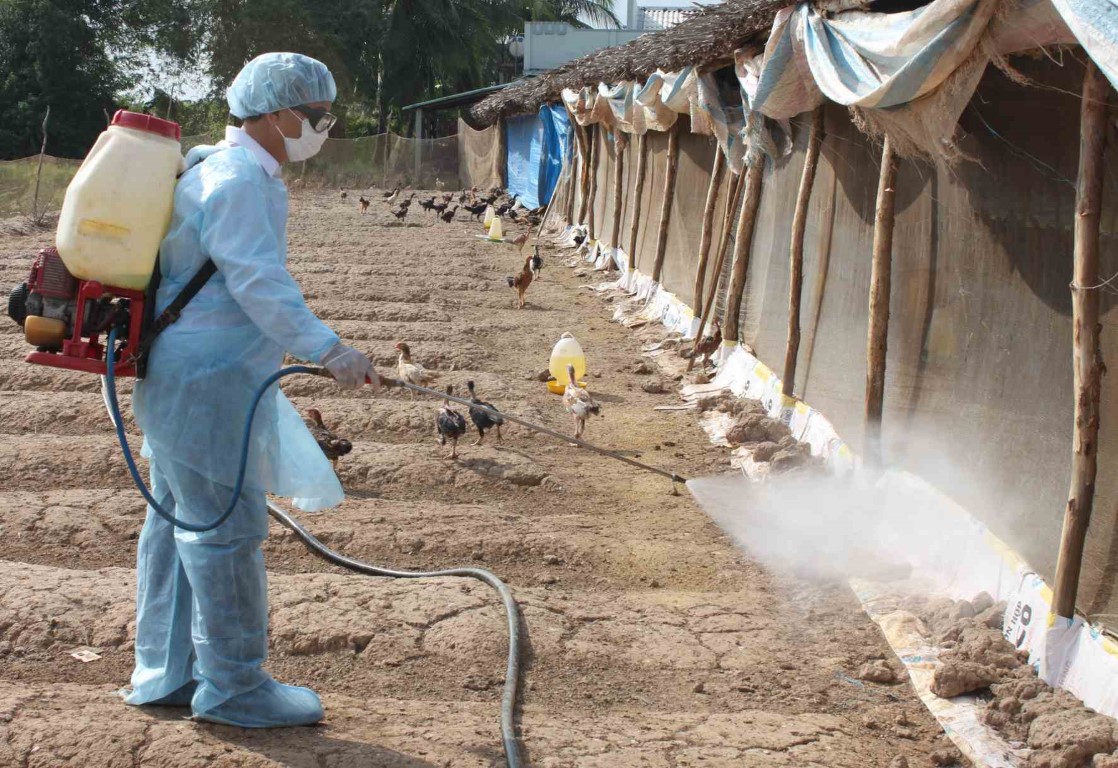 Khánh Hòa: Kiểm soát dịch bệnh trên gia súc, gia cầm