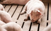 Bình Định: Tuy Phước quy hoạch 3 khu chăn nuôi tập trung