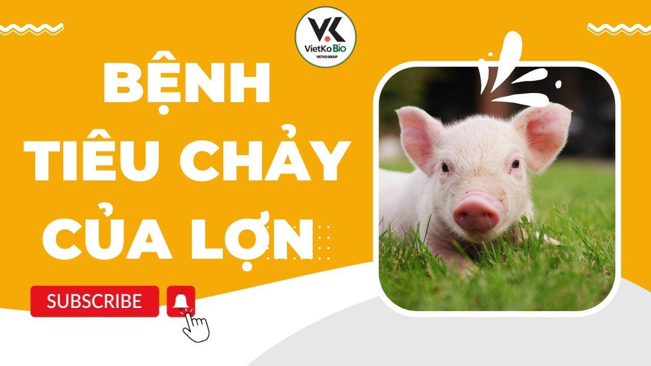 BỆNH TIÊU CHẢY DO VI KHUẨN PED