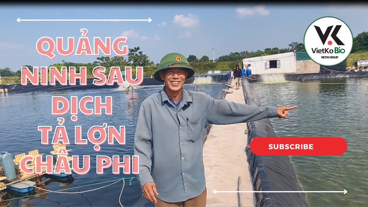 Quảng Ninh sau dịch tả lợn Châu Phi